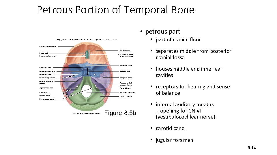 Petrous Portion of Temporal Bone • petrous part • part of cranial floor Copyright