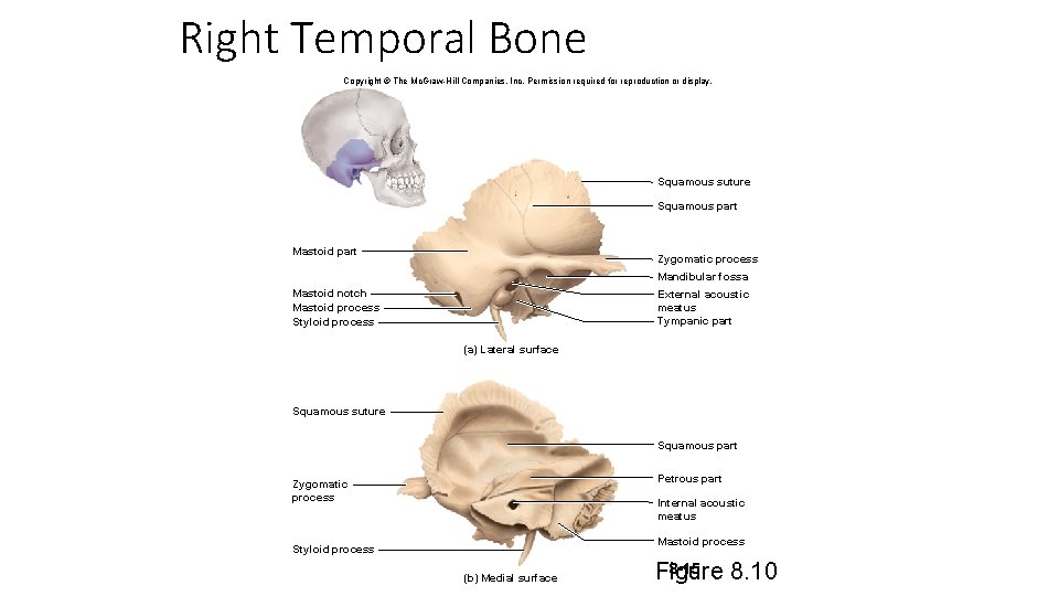 Right Temporal Bone Copyright © The Mc. Graw-Hill Companies, Inc. Permission required for reproduction