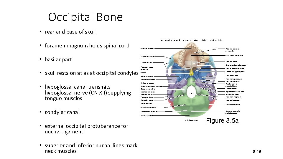 Occipital Bone • rear and base of skull Copyright © The Mc. Graw-Hill Companies,