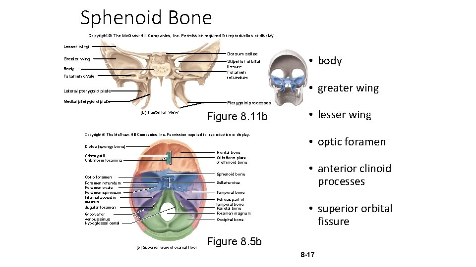 Sphenoid Bone Copyright © The Mc. Graw-Hill Companies, Inc. Permission required for reproduction or