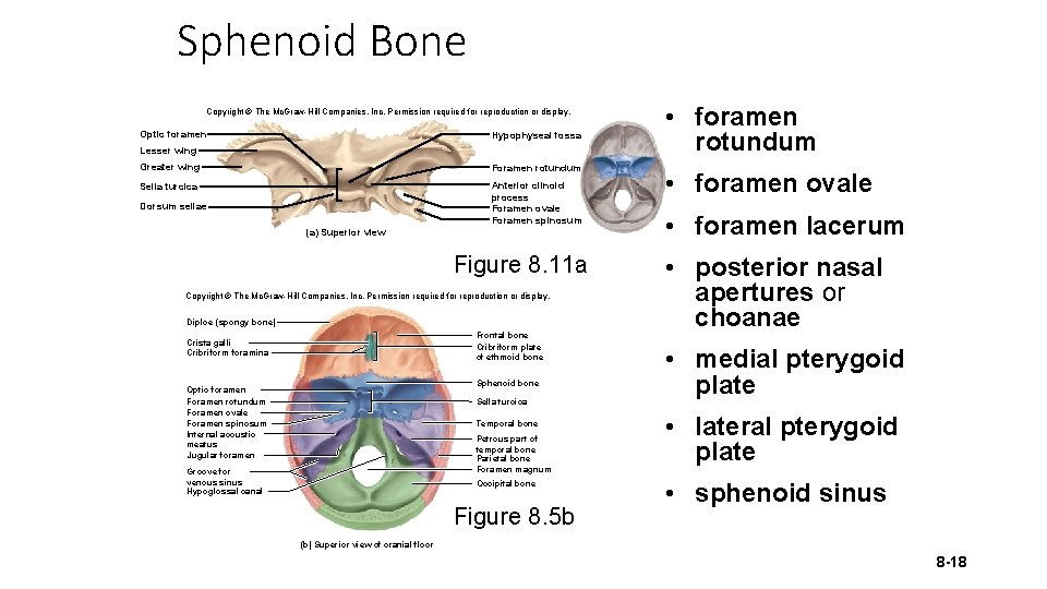 Sphenoid Bone Copyright © The Mc. Graw-Hill Companies, Inc. Permission required for reproduction or