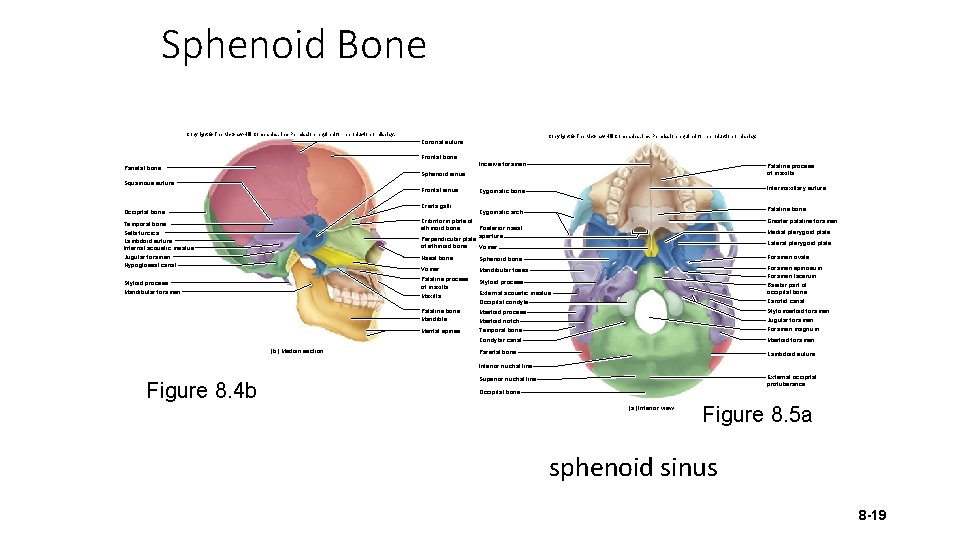 Sphenoid Bone Copyright © The Mc. Graw-Hill Companies, Inc. Permission required for reproduction or