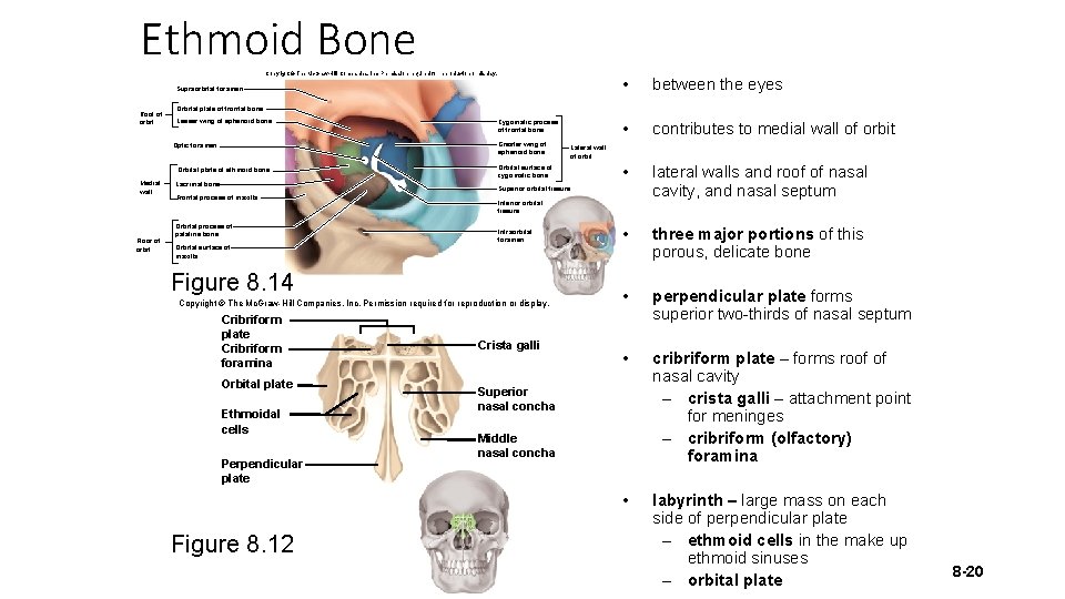 Ethmoid Bone Copyright © The Mc. Graw-Hill Companies, Inc. Permission required for reproduction or