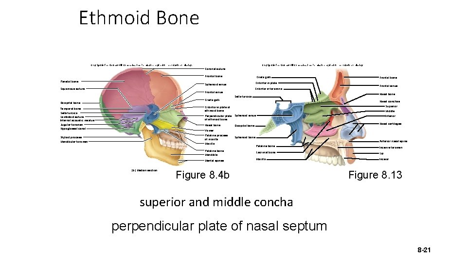 Ethmoid Bone Copyright © The Mc. Graw-Hill Companies, Inc. Permission required for reproduction or