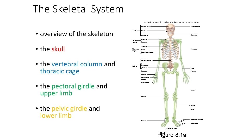 The Skeletal System Copyright © The Mc. Graw-Hill Companies, Inc. Permission required for reproduction