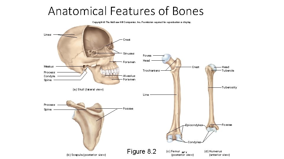 Anatomical Features of Bones Copyright © The Mc. Graw-Hill Companies, Inc. Permission required for