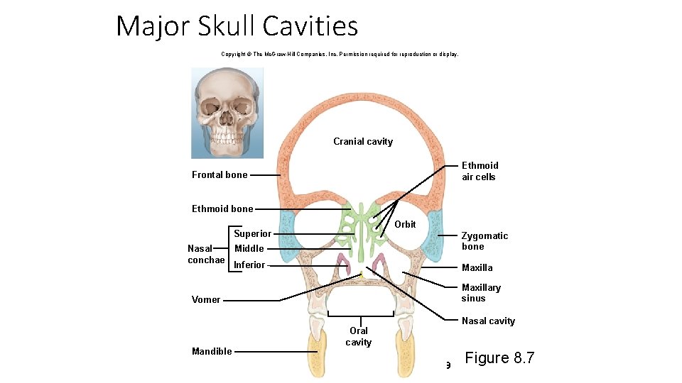 Major Skull Cavities Copyright © The Mc. Graw-Hill Companies, Inc. Permission required for reproduction
