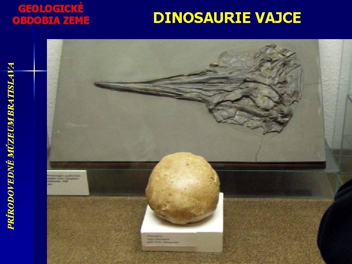 PRÍRODOVEDNÉ MÚZEUM BRATISLAVA GEOLOGICKÉ OBDOBIA ZEME DINOSAURIE VAJCE 