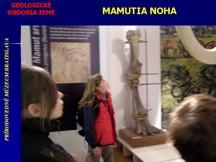 PRÍRODOVEDNÉ MÚZEUM BRATISLAVA GEOLOGICKÉ OBDOBIA ZEME MAMUTIA NOHA 