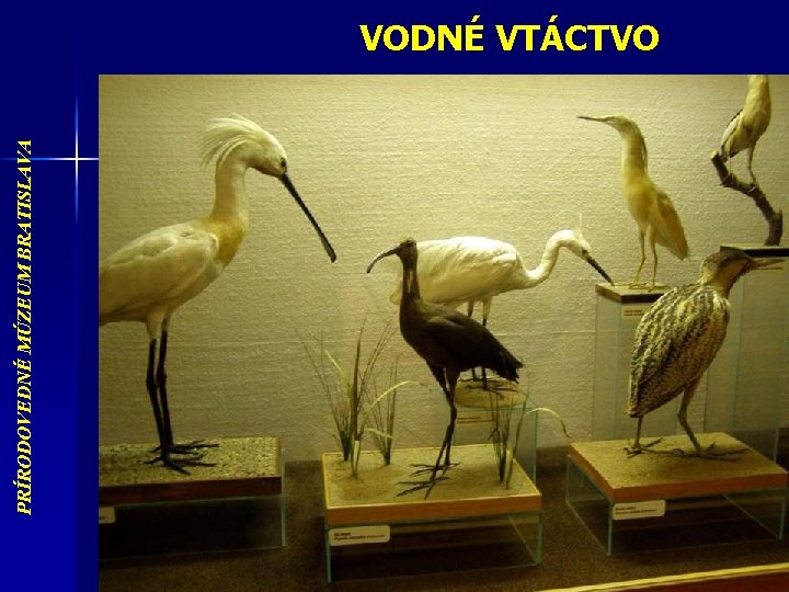 PRÍRODOVEDNÉ MÚZEUM BRATISLAVA VODNÉ VTÁCTVO 
