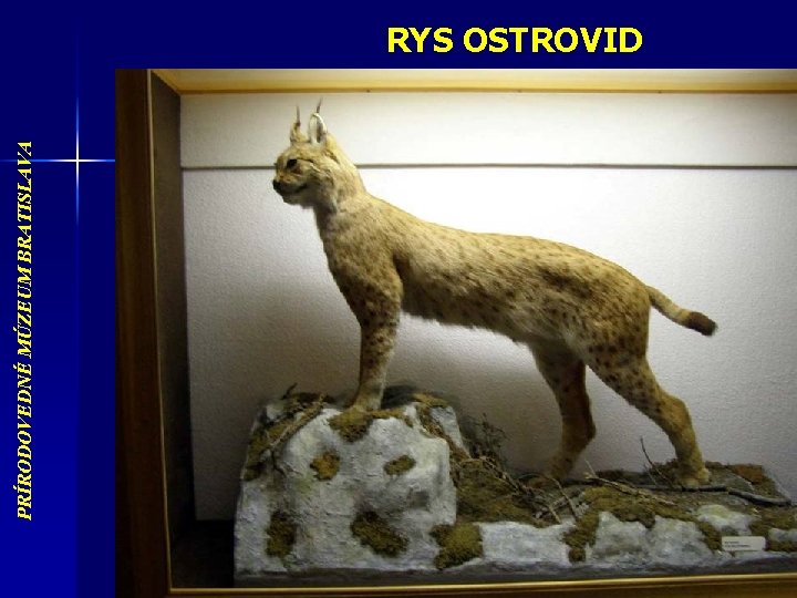 PRÍRODOVEDNÉ MÚZEUM BRATISLAVA RYS OSTROVID 