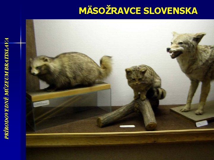 PRÍRODOVEDNÉ MÚZEUM BRATISLAVA MÄSOŽRAVCE SLOVENSKA 