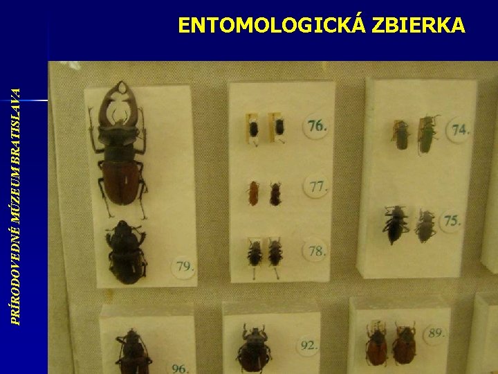 PRÍRODOVEDNÉ MÚZEUM BRATISLAVA ENTOMOLOGICKÁ ZBIERKA 