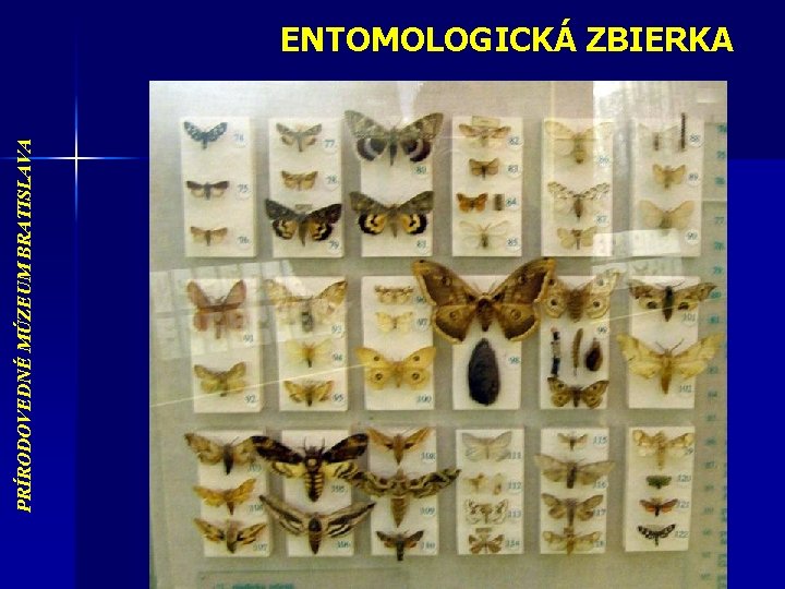 PRÍRODOVEDNÉ MÚZEUM BRATISLAVA ENTOMOLOGICKÁ ZBIERKA 