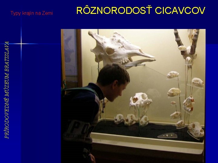 PRÍRODOVEDNÉ MÚZEUM BRATISLAVA Typy krajín na Zemi RÔZNORODOSŤ CICAVCOV 