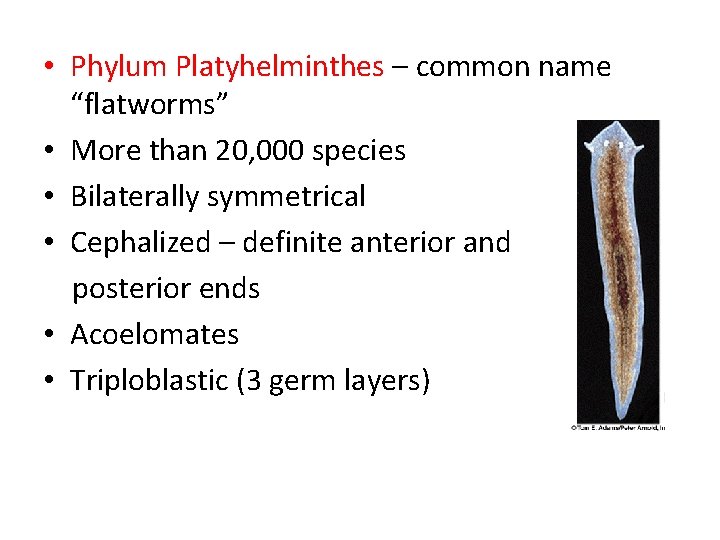 acoelomates platyhelminthes