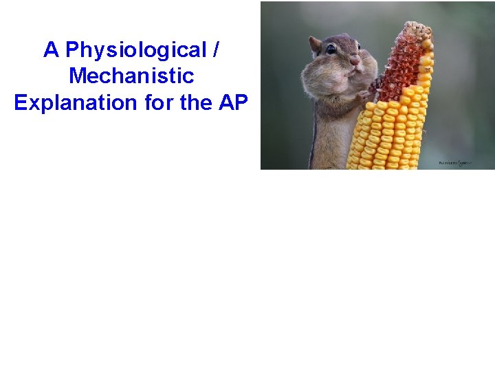 A Physiological / Mechanistic Explanation for the AP 