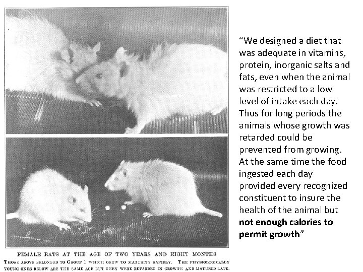 “We designed a diet that was adequate in vitamins, protein, inorganic salts and fats,