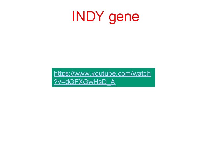 INDY gene https: //www. youtube. com/watch ? v=d. GFXGw. Hs. D_A 
