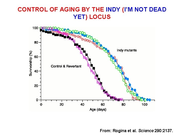CONTROL OF AGING BY THE INDY (I’M NOT DEAD YET) LOCUS From: Rogina et