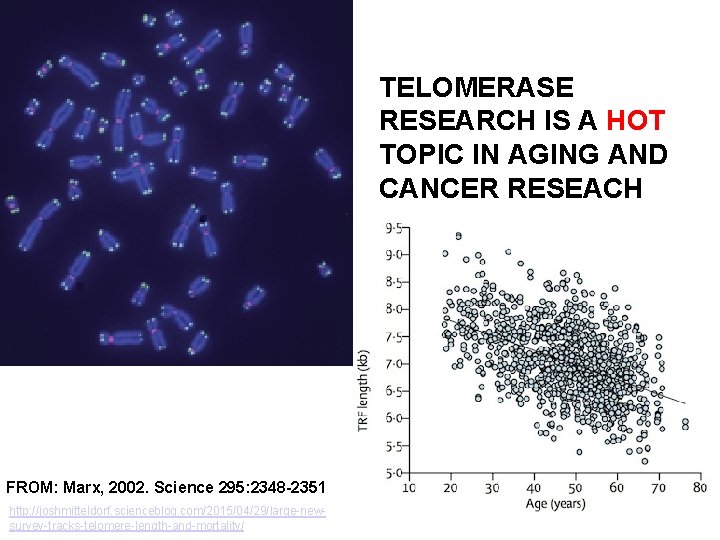 TELOMERASE RESEARCH IS A HOT TOPIC IN AGING AND CANCER RESEACH FROM: Marx, 2002.