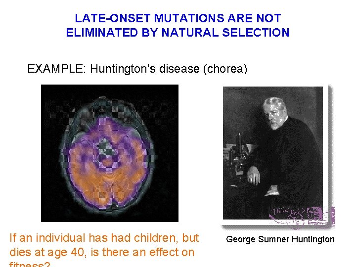 LATE-ONSET MUTATIONS ARE NOT ELIMINATED BY NATURAL SELECTION EXAMPLE: Huntington’s disease (chorea) If an