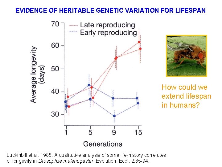 EVIDENCE OF HERITABLE GENETIC VARIATION FOR LIFESPAN How could we extend lifespan in humans?