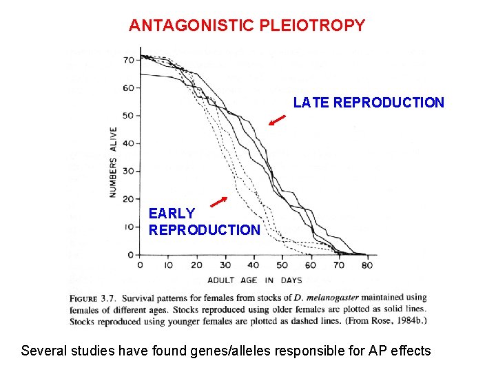 ANTAGONISTIC PLEIOTROPY LATE REPRODUCTION EARLY REPRODUCTION Several studies have found genes/alleles responsible for AP