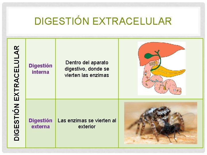 DIGESTIÓN EXTRACELULAR Digestión interna Dentro del aparato digestivo, donde se vierten las enzimas Digestión