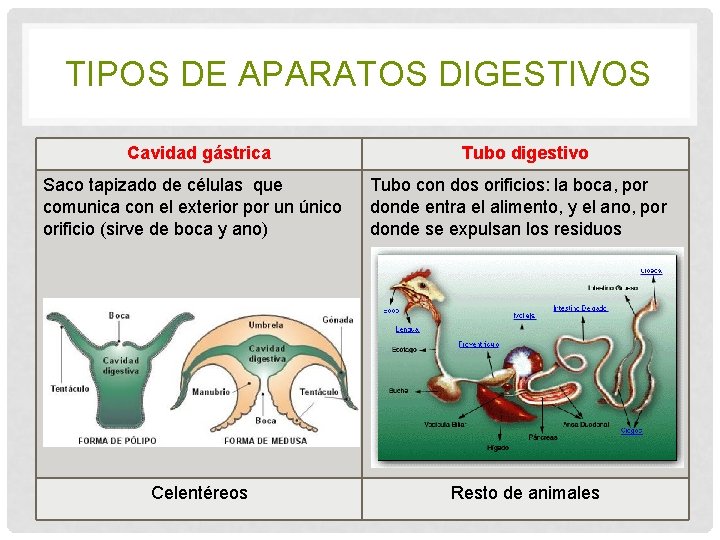 TIPOS DE APARATOS DIGESTIVOS Cavidad gástrica Saco tapizado de células que comunica con el