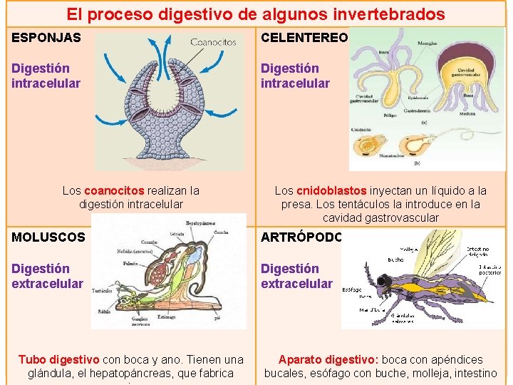El proceso digestivo de algunos invertebrados ESPONJAS CELENTEREOS Digestión intracelular Los coanocitos realizan la