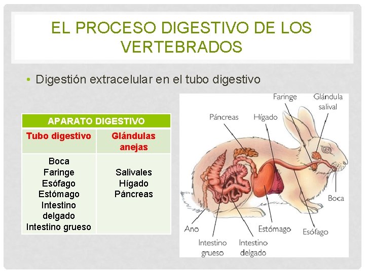 EL PROCESO DIGESTIVO DE LOS VERTEBRADOS • Digestión extracelular en el tubo digestivo APARATO