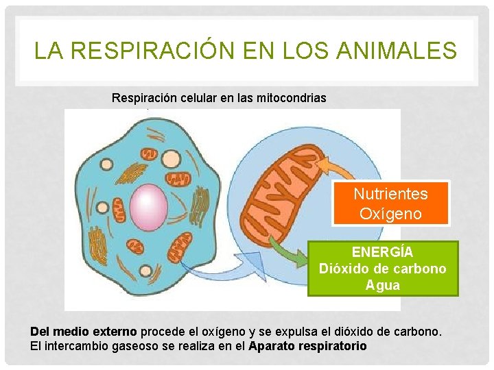 LA RESPIRACIÓN EN LOS ANIMALES Respiración celular en las mitocondrias Nutrientes Oxígeno ENERGÍA Dióxido