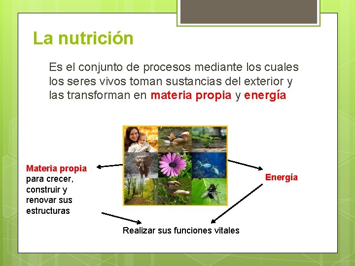 La nutrición Es el conjunto de procesos mediante los cuales los seres vivos toman