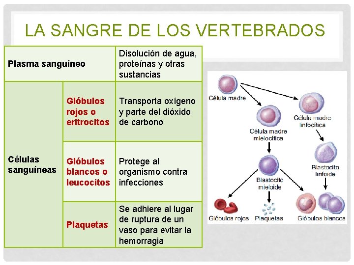 LA SANGRE DE LOS VERTEBRADOS Plasma sanguíneo Células sanguíneas Disolución de agua, proteínas y