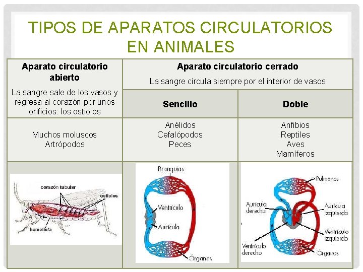 TIPOS DE APARATOS CIRCULATORIOS EN ANIMALES Aparato circulatorio abierto La sangre sale de los