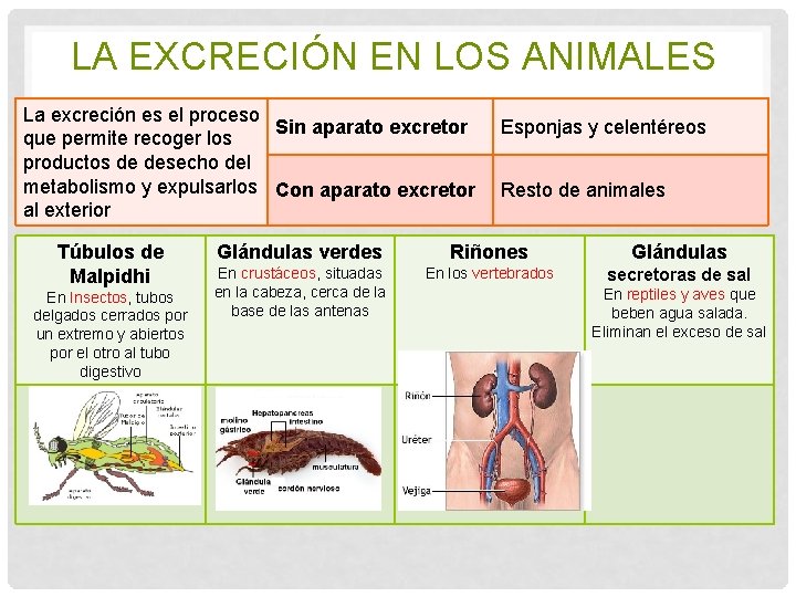 LA EXCRECIÓN EN LOS ANIMALES La excreción es el proceso Sin aparato excretor que