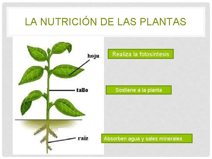 LA NUTRICIÓN DE LAS PLANTAS Realiza la fotosíntesis Sostiene a la planta Absorben agua