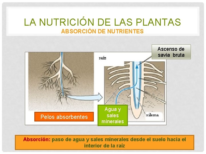 LA NUTRICIÓN DE LAS PLANTAS ABSORCIÓN DE NUTRIENTES Ascenso de savia bruta Pelos absorbentes