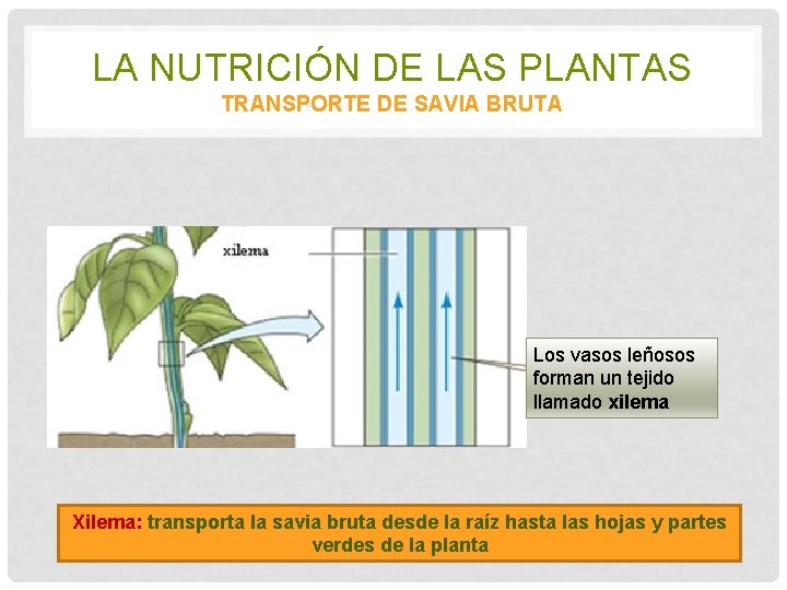 LA NUTRICIÓN DE LAS PLANTAS TRANSPORTE DE SAVIA BRUTA Los vasos leñosos forman un