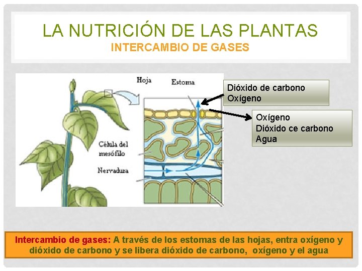 LA NUTRICIÓN DE LAS PLANTAS INTERCAMBIO DE GASES Dióxido de carbono Oxígeno Dióxido ce