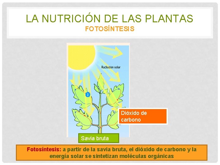 LA NUTRICIÓN DE LAS PLANTAS FOTOSÍNTESIS Dióxido de carbono Savia bruta Fotosíntesis: a partir