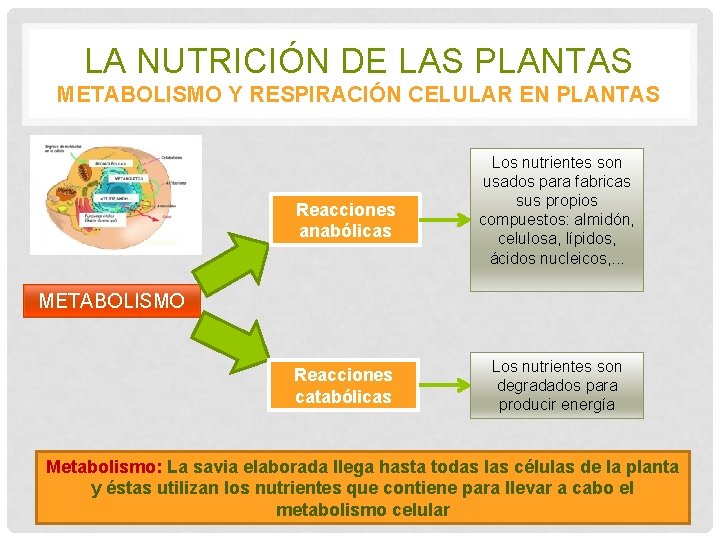 LA NUTRICIÓN DE LAS PLANTAS METABOLISMO Y RESPIRACIÓN CELULAR EN PLANTAS Reacciones anabólicas Los