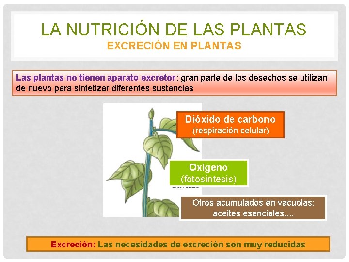 LA NUTRICIÓN DE LAS PLANTAS EXCRECIÓN EN PLANTAS Las plantas no tienen aparato excretor: