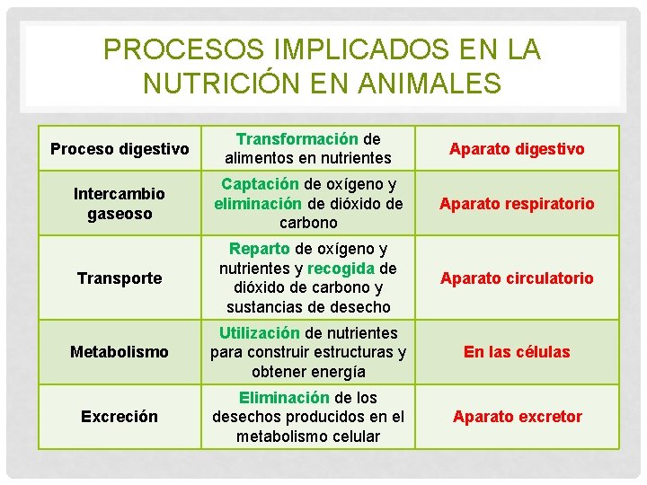 PROCESOS IMPLICADOS EN LA NUTRICIÓN EN ANIMALES Proceso digestivo Transformación de alimentos en nutrientes
