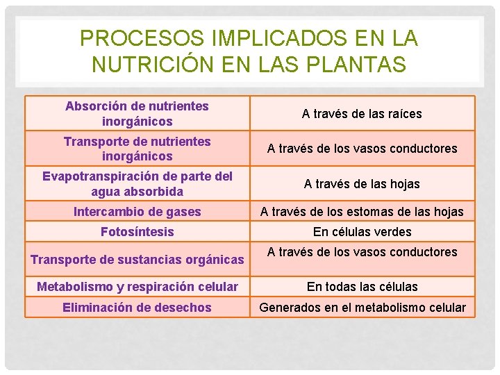 PROCESOS IMPLICADOS EN LA NUTRICIÓN EN LAS PLANTAS Absorción de nutrientes inorgánicos A través