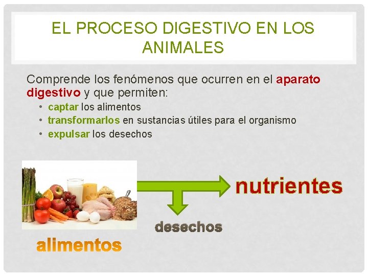 EL PROCESO DIGESTIVO EN LOS ANIMALES Comprende los fenómenos que ocurren en el aparato