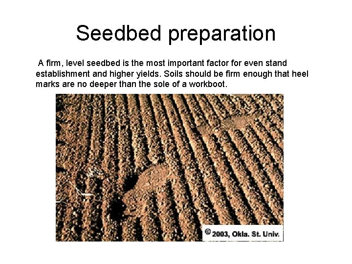 Seedbed preparation A firm, level seedbed is the most important factor for even stand