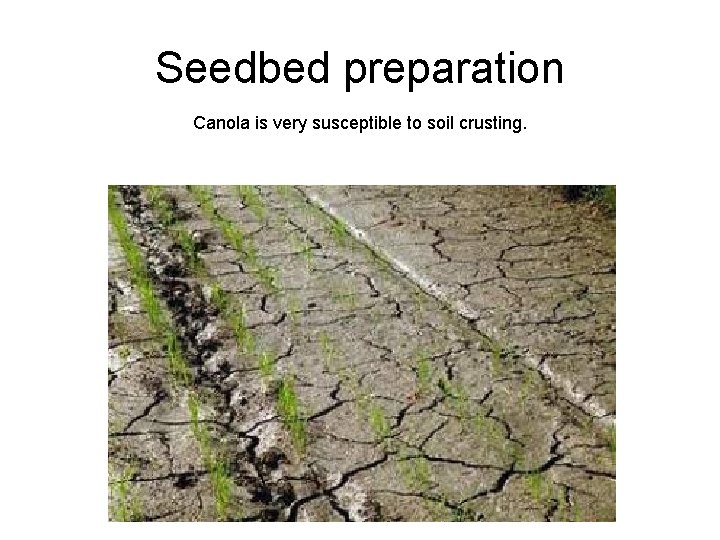 Seedbed preparation Canola is very susceptible to soil crusting. 