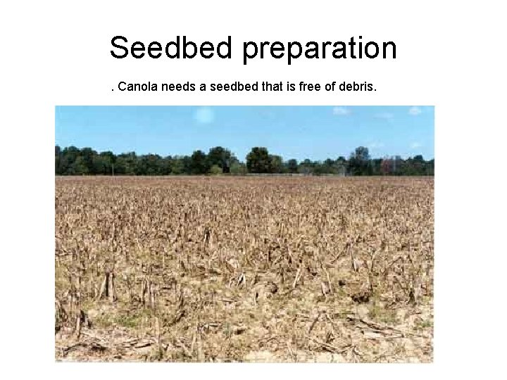 Seedbed preparation. Canola needs a seedbed that is free of debris. 